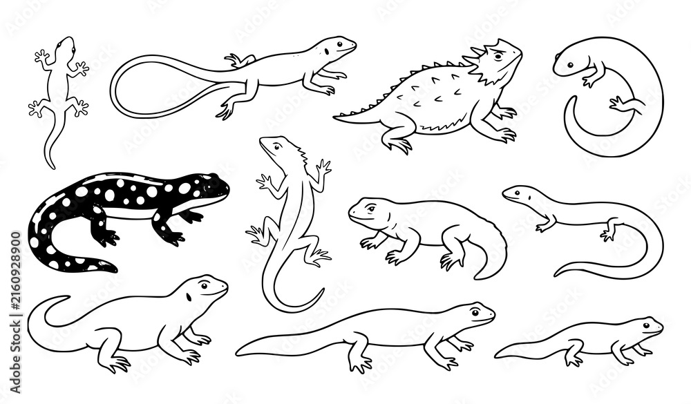 Obraz premium Lizard salamander and gecko animal vector collection, colorful reptile and amphibian illustrations