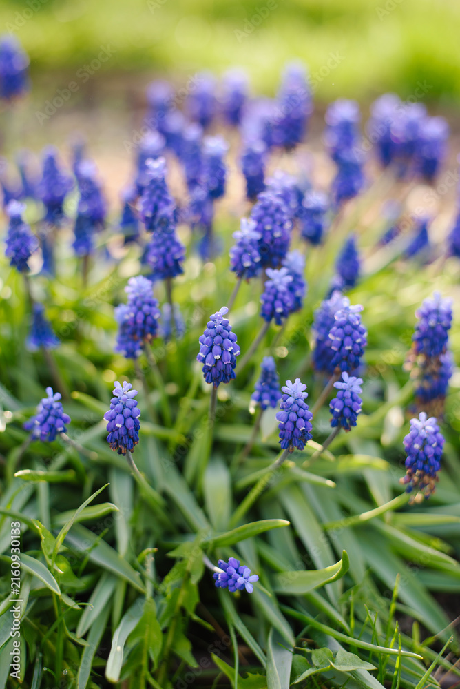 Fototapeta premium Blue Muscari Grape Hyacinth Flowers in Spring Garden