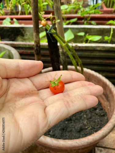 Quadro su tela Close up of a person's hand holding a freshly picked ripe red cherry tomato from an organic homegrown tomato plant in a pot