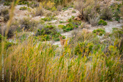 Konstfotografi Gazelle standing in the arid landscape of Qaraqiya District