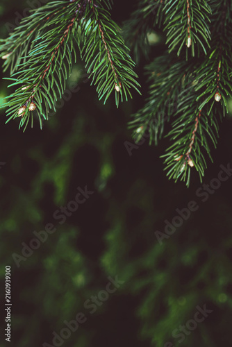 Quadro su tela Real dark green spruce branches in a dense needle texture against a deep forest bokeh