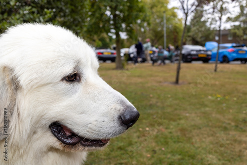 Quadro su tela Close up portrait of a large white dog with thick fluffy fur and a gentle expres