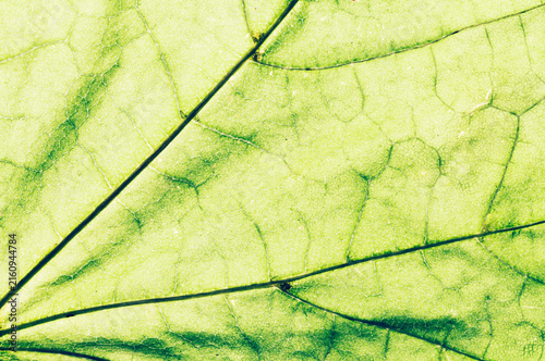 Austria, Close up of autumn leave