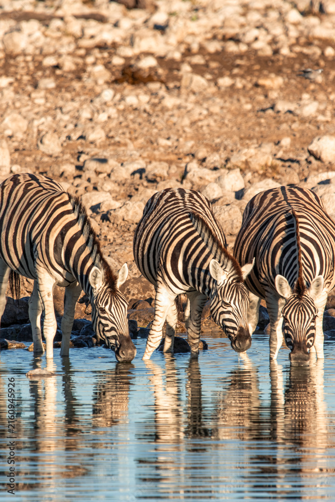 Naklejka premium vertical Zebras drinking water at waterhole in Etosha National Park