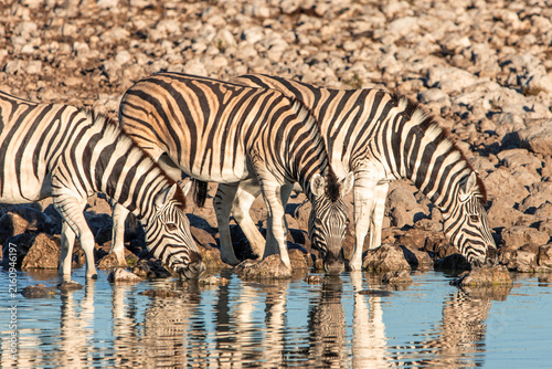Cuadro en lienzo Zebras drinking water at a waterhole in Etosha National Park Namibia