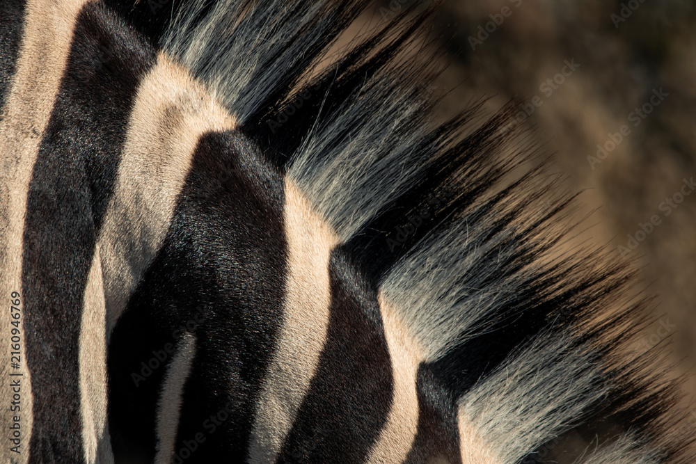 Naklejka premium Zebra mane texture showing stripes pattern in Namibia
