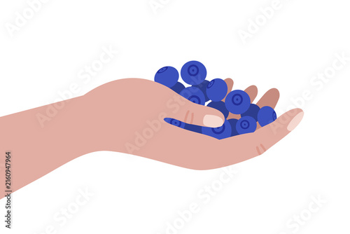 Hand holding fresh blueberries – Healthy food, foraging wild berries illustration