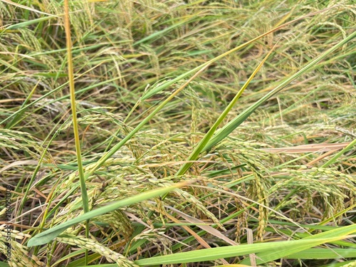 Foto Close up view of lodged rice crops flattened on dry ground due to severe summer