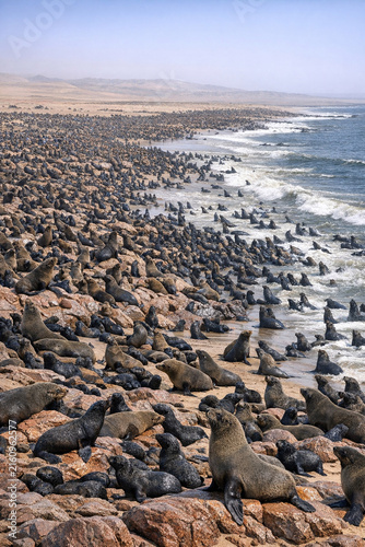 This image captures a seabird colony resting on rocks along the coastline. The birds are predominantly sea lions, their black bodies contrasting with the rocky shore and clear skies overhead.