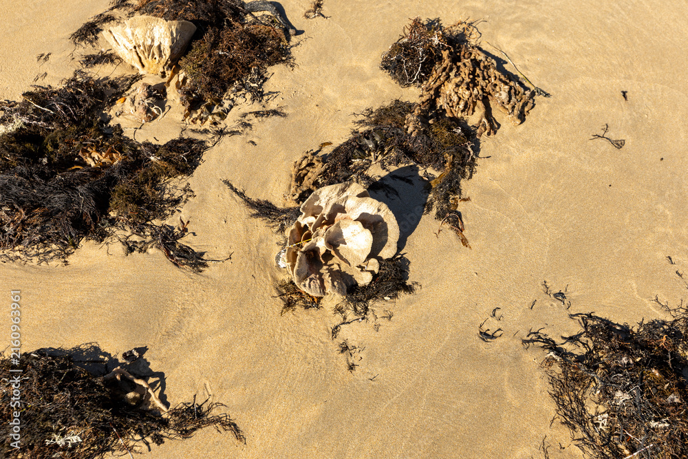 Obraz premium Intricate design of seaweed and shells in the sand.