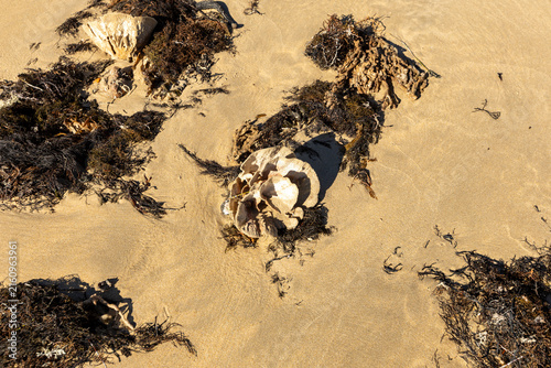 Intricate design of seaweed and shells in the sand.