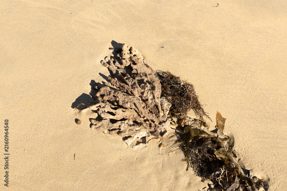 Obraz premium Intricate design of seaweed and shells in the sand.