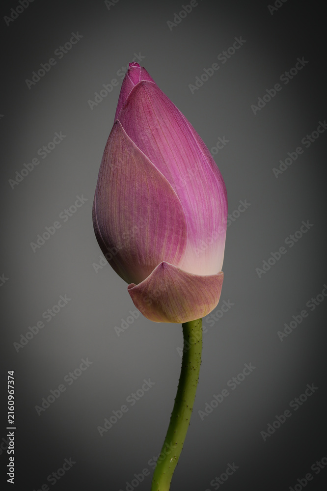 Fototapeta premium Thai lotus flower. Deeply rooted in Thai culture, these flowers are often offered at temple gatherings