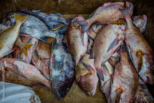 Fresh Snapper Fish from the Indian Ocean