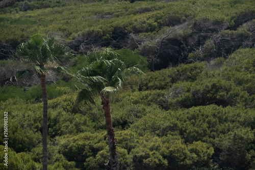 Cuadro en lienzo Palm tree rising above dense drought tolerant coastal vegetation