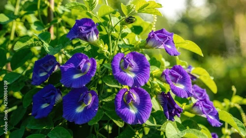 Purple iris flowers blooming among lush green foliage in a sunny garden, showcasing vibrant petals and natural botanical beauty