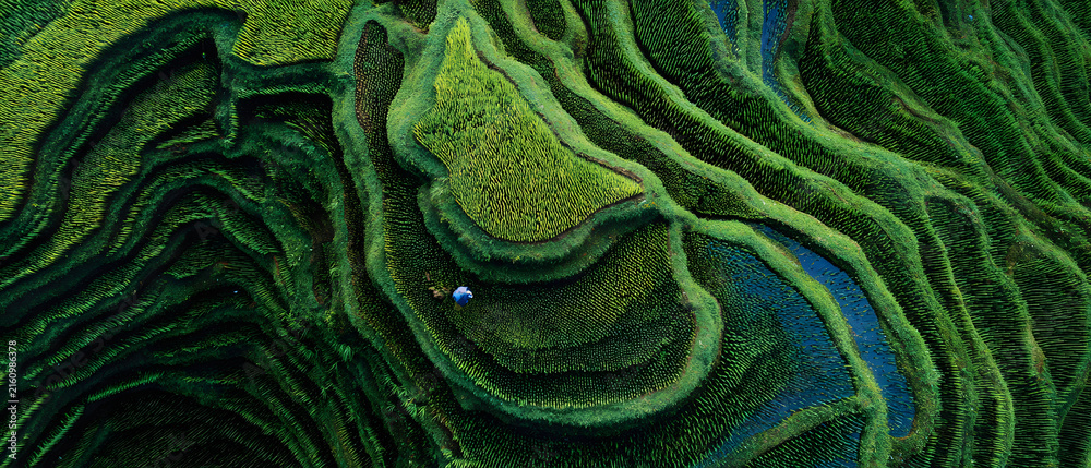 Obraz premium Lush green rice terrace layers with tiny farmer figure working amid winding paddies, aerial perspective conveys scale and serene rural beauty