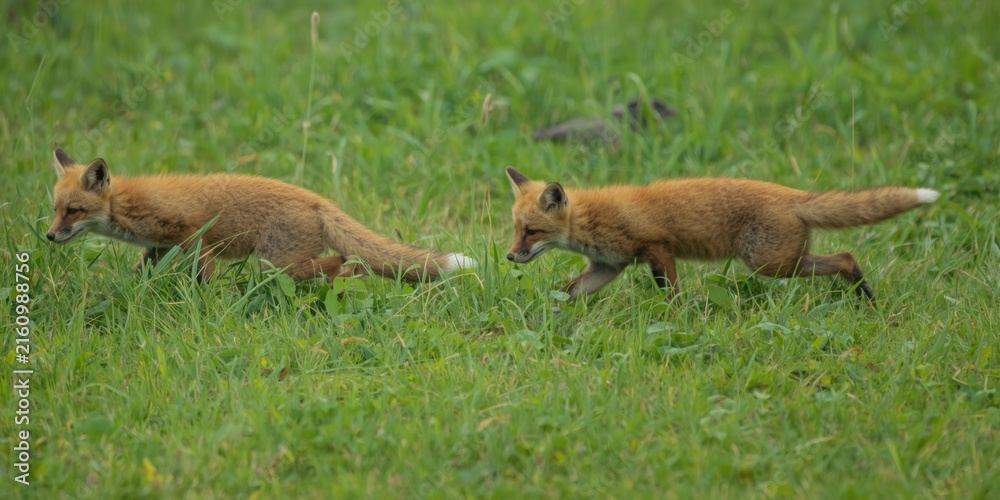 Naklejka premium Two Red Foxes Walking Across a Green Meadow