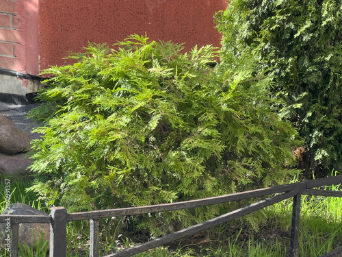 Photography Cossack juniper or Juniperus sabina evergreen shrub with spreading green foliage