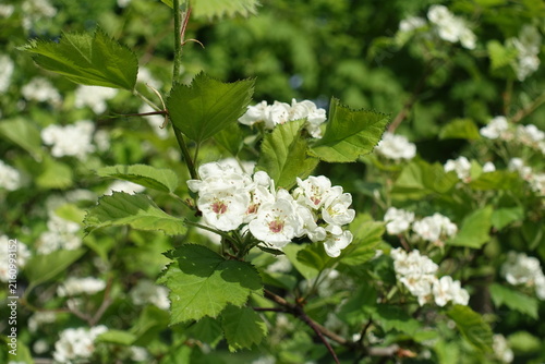 White flowers and buds of Crataegus submollis in May