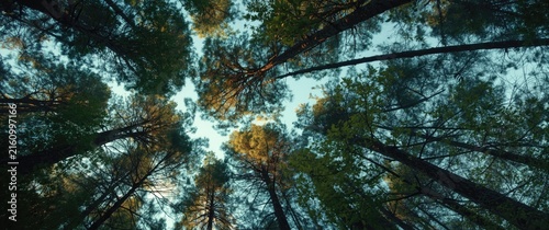 Tall Pine Trees Reaching Towards the Sky in a Woodland Canopy