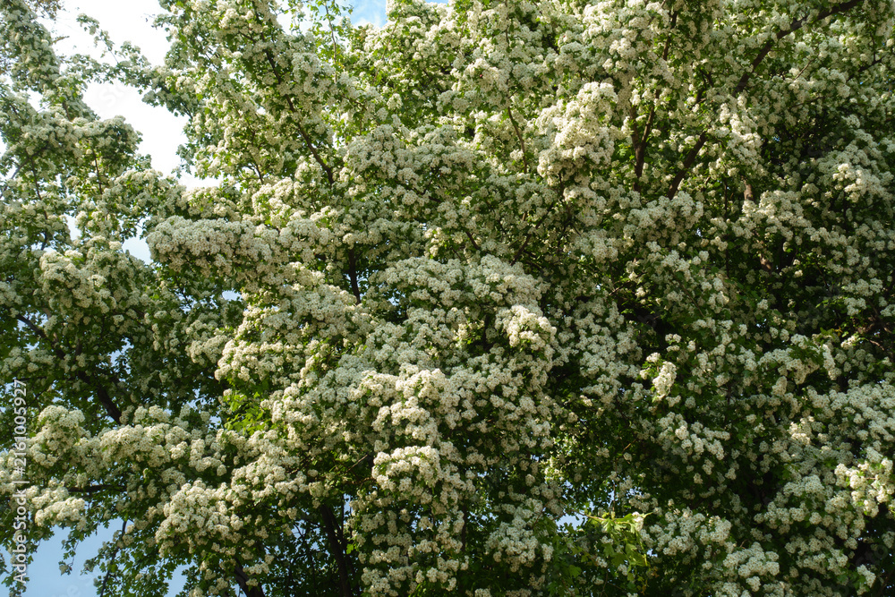 Fototapeta premium Lots of white flowers of one-seed hawthorn in mid May
