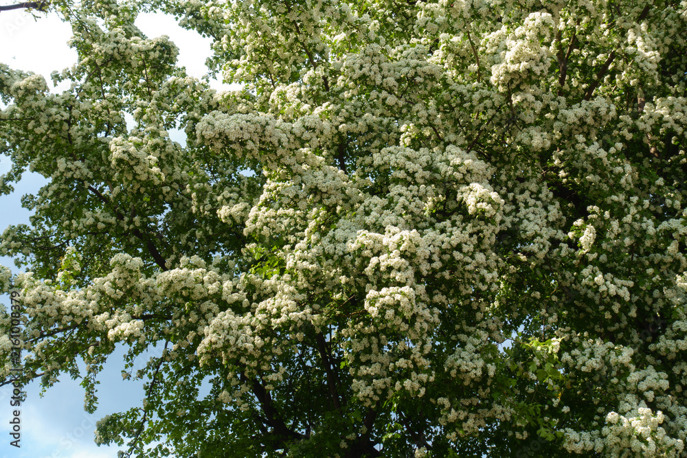 Fototapeta premium Lots of white flowers of one-seed hawthorn in mid May