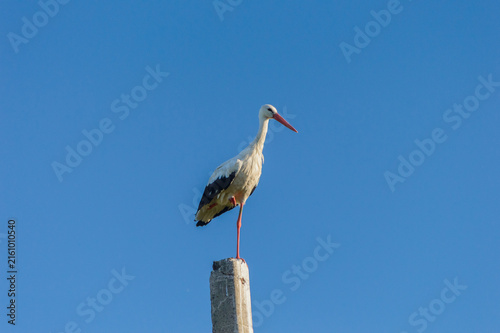 Foto white stork looking for place for the nest