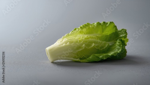 Romaine Lettuce Leaf Isolated on Gray Background with Soft Lighting