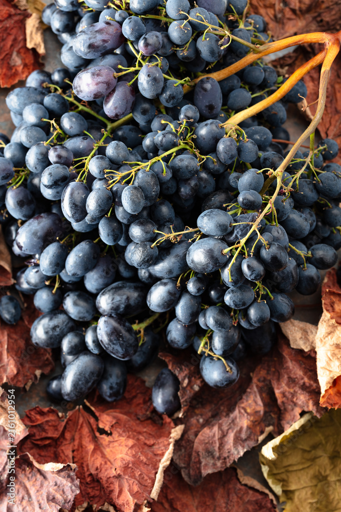 Naklejka premium Blue grapes with dried-up vine leaves.