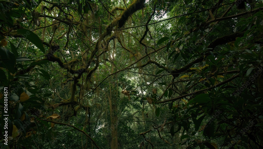 Fototapeta premium Dense Jungle Canopy with Twisting Branches and Soft Light