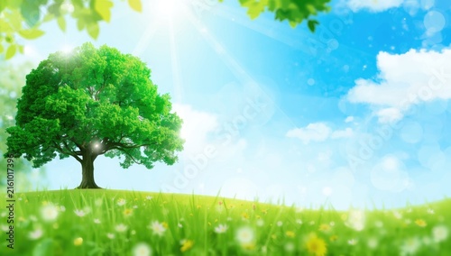 Lone Tree Standing on a Green Meadow Under a Bright Sunny Sky