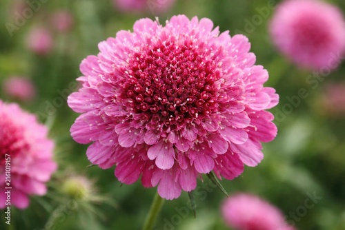 Pink Flower Blooming in a Lush Green Field with Soft Focus Background