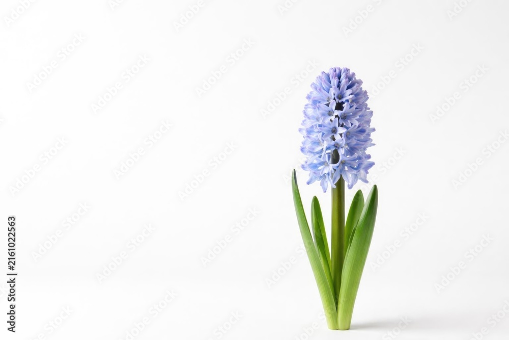 Obraz premium Single Purple Hyacinth Flower with Green Leaves Isolated on White Background
