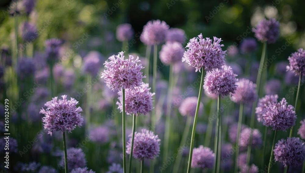 Obraz premium Purple Allium Flowers Blooming in a Garden at Sunset