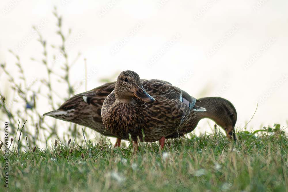 Fototapeta premium Horizontal candid wildlife photo of ducks foraging in grass real life photography
