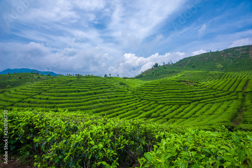 Lush green tea plantation covering rolling hills in a beautiful tropical highland landscape. Rows of neatly cultivated tea plants create a natural pattern across the hillside, surrounded by fresh gree