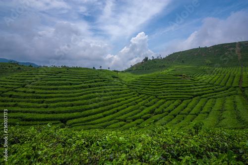 Lush green tea plantation covering rolling hills in a beautiful tropical highland landscape. Rows of neatly cultivated tea plants create a natural pattern across the hillside, surrounded by fresh gree