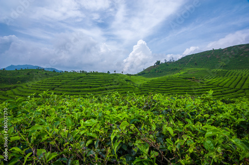 Lush green tea plantation covering rolling hills in a beautiful tropical highland landscape. Rows of neatly cultivated tea plants create a natural pattern across the hillside, surrounded by fresh gree