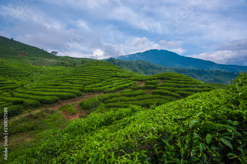 Lush green tea plantation covering rolling hills in a beautiful tropical highland landscape. Rows of neatly cultivated tea plants create a natural pattern across the hillside, surrounded by fresh gree