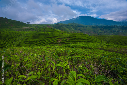 Lush green tea plantation covering rolling hills in a beautiful tropical highland landscape. Rows of neatly cultivated tea plants create a natural pattern across the hillside, surrounded by fresh gree