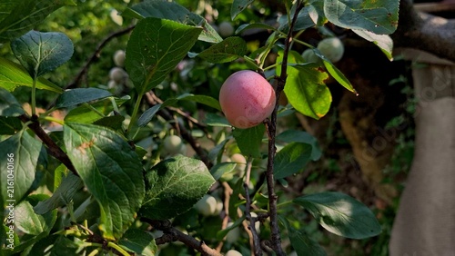 Foto Close-up of a womans hand picking a ripe Greengage (Reine Claude) plum from a fruit tree branch in a rural orchard in Iasi, Romania