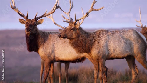 Majestic bull elk with large antlers grazing in a misty meadow at sunrise