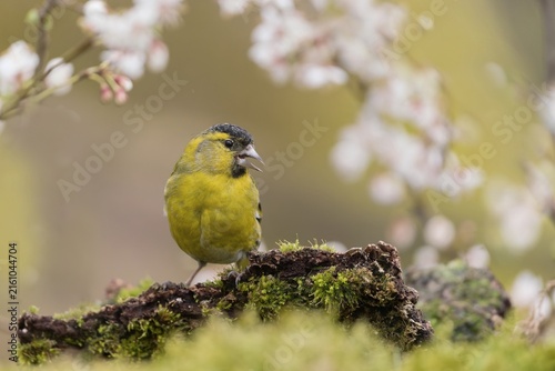 Принти на полотні A eurasian siskin sits on a tree stump