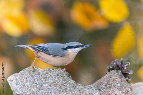 Obraz na plátně A european nuthatch sits on a stone