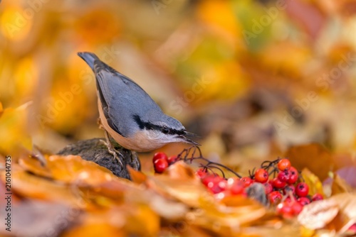 Quadro su tela A european nuthatch sits on the ground and eats red rowan berries
