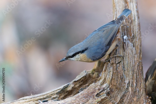фотографія A european nuthatch clibs on a tree stump