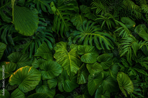 Vibrant Tropical Jungle Foliage Background Texture