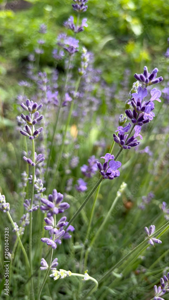Obraz premium Lavender in the garden, Blooming in a Green Garden