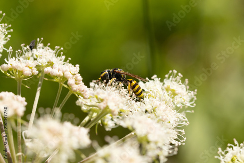 Ectemnius sp.
Ectemnius sp. on an unidentified flower or plant
